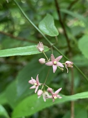 Vincetoxicum oshimae