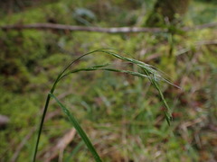 Festuca subuliflora