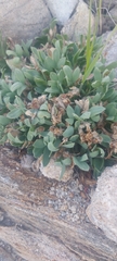 Oxytropis triphylla