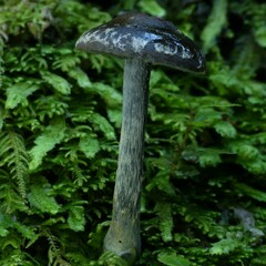 Thaxterogaster rhipiduranus