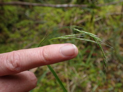 Festuca subuliflora