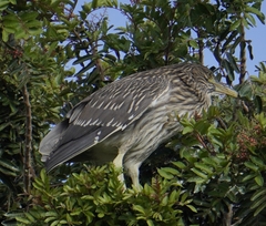 Nycticorax