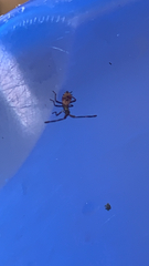Coreus marginatus