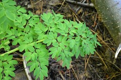 Corydalis caseana caseana