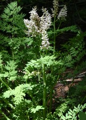 Corydalis caseana caseana
