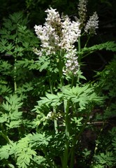 Corydalis caseana caseana