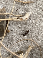 Dorymyrmex grandulus