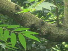 Formotosena seebohmi