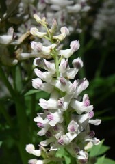 Corydalis caseana caseana