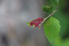 Acalitus longisetosus