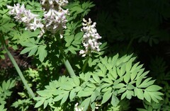 Corydalis caseana caseana