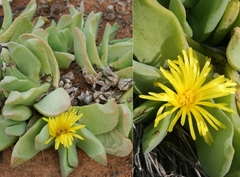 Glottiphyllum carnosum