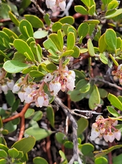 Arctostaphylos nevadensis