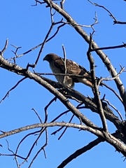 Buteo jamaicensis