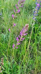 Oxytropis knjazevii