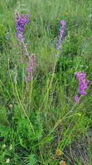 Oxytropis knjazevii