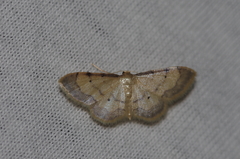Idaea politaria