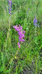 Oxytropis knjazevii