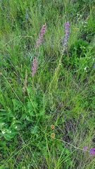 Oxytropis knjazevii