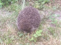 Erinaceus roumanicus