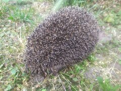 Erinaceus roumanicus