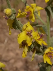 Verbascum sinuatum image