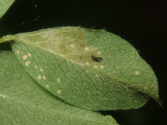 Aulagromyza caraganae
