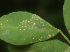 Aulagromyza caraganae
