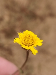 Madia elegans wheeleri