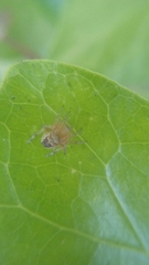 Araneidae