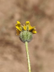 Madia elegans wheeleri