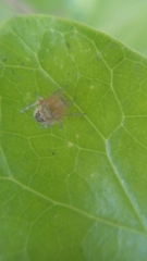 Araneidae