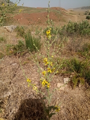 Verbascum sinuatum image