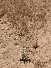 Madia elegans wheeleri