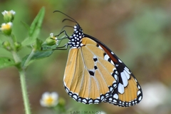 Danaus chrysippus