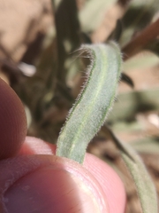 Madia elegans wheeleri