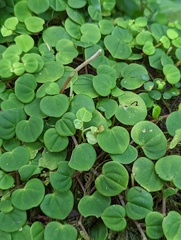 Peperomia serpens