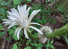 Nyctocereus serpentinus