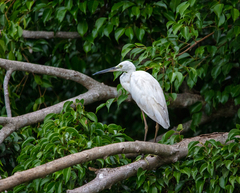 Egretta garzetta