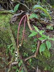 Bertolonieae