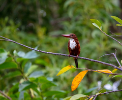 Halcyon smyrnensis