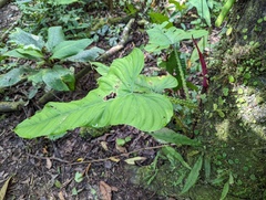 Philodendron ernestii