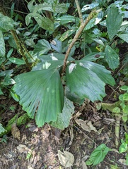 Iriartea deltoidea
