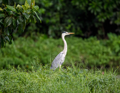 Ardea cinerea