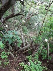 Nyctocereus serpentinus