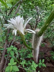 Nyctocereus serpentinus
