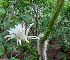 Nyctocereus serpentinus