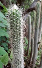 Nyctocereus serpentinus