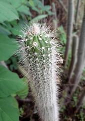 Nyctocereus serpentinus