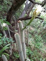 Nyctocereus serpentinus